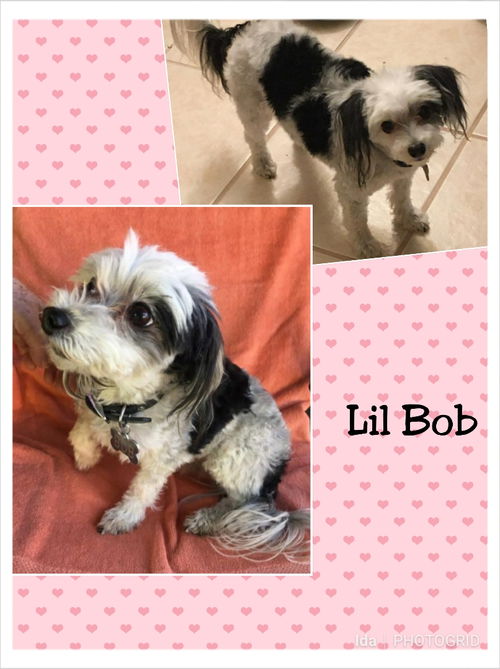 Bob