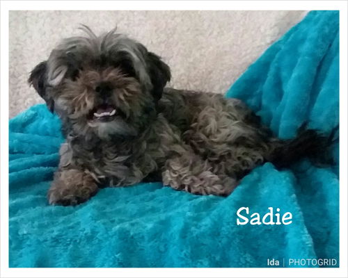 Sadie