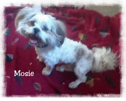 Mosie