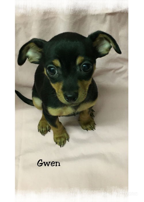 Gwen