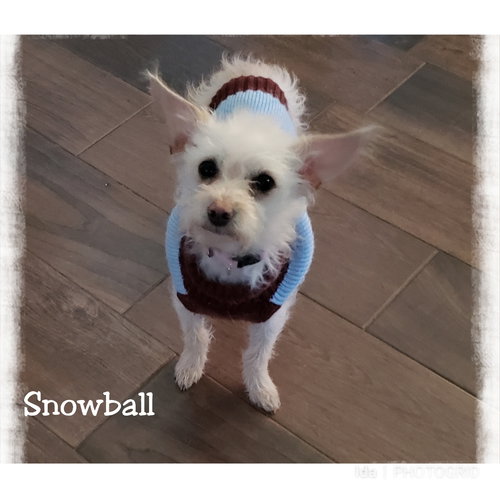 Snowball