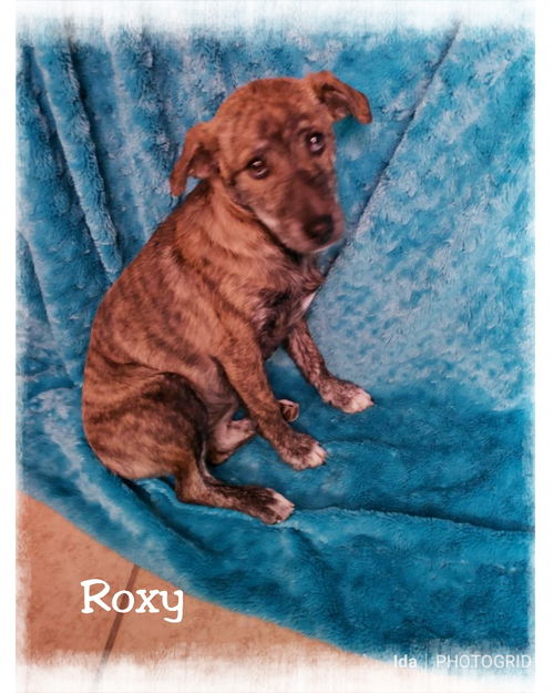 Roxy