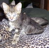 Max (marbled kitten)