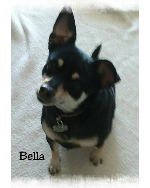 Bella