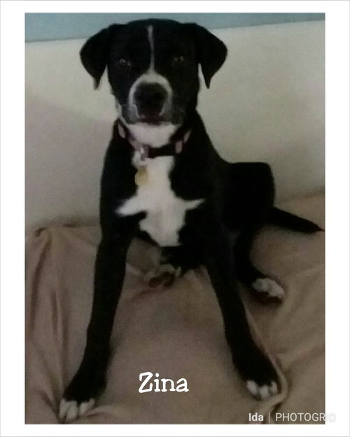 Zina