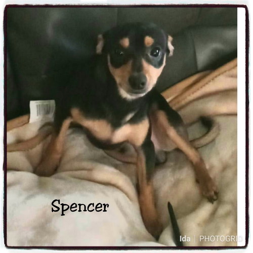 Spencer