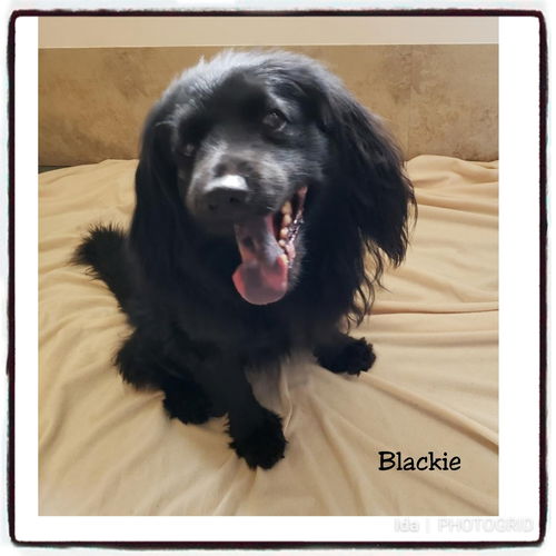 Blackie