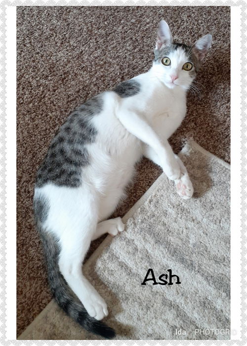 Ash