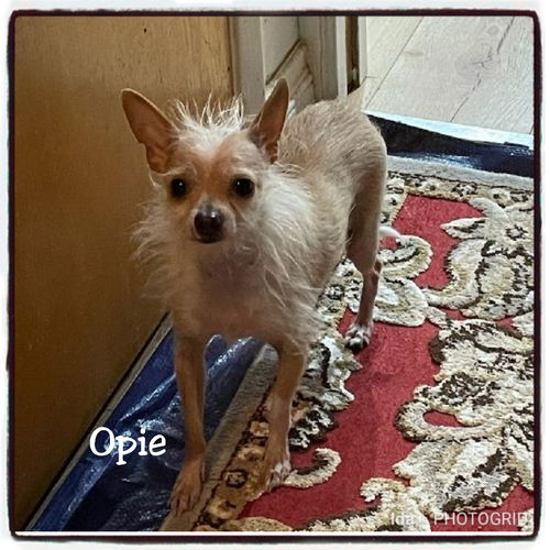 Opie