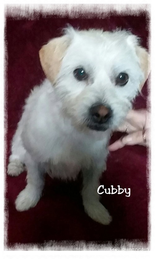 Cubby