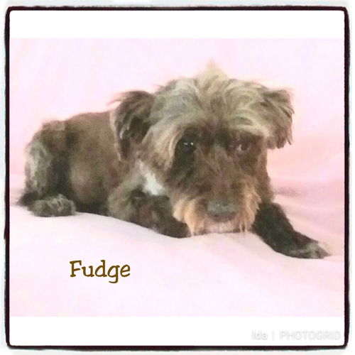Fudge