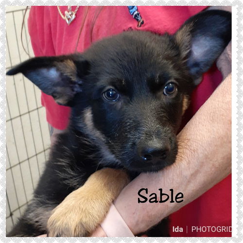 Sable