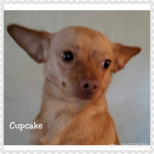Cupcake