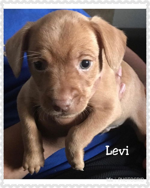 Levi