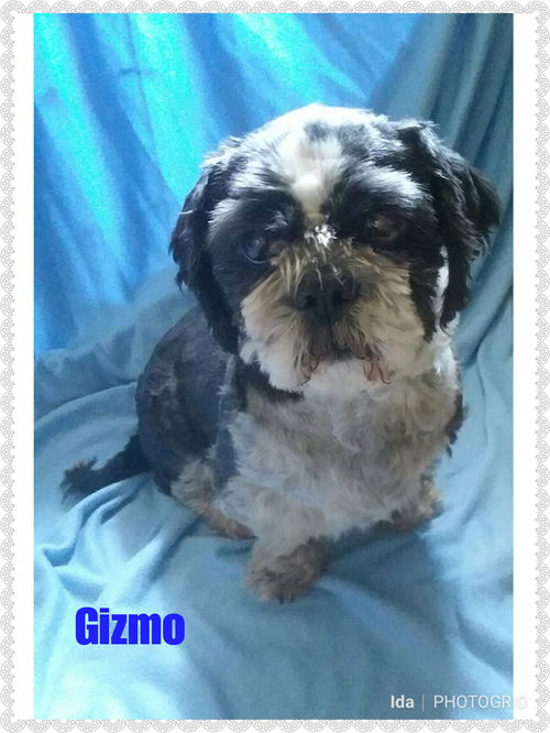 Gizmo