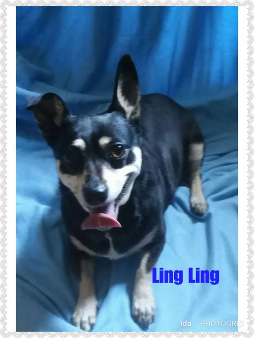 Ling Ling