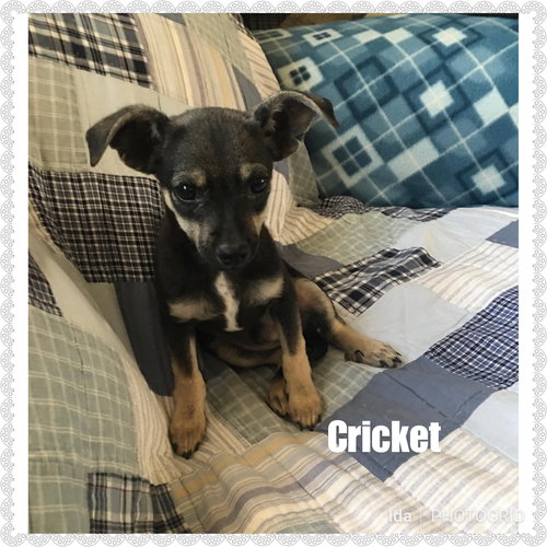 Cricket