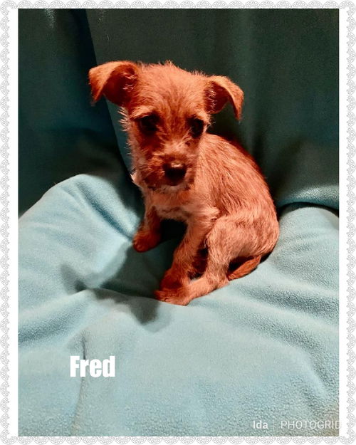 Fred