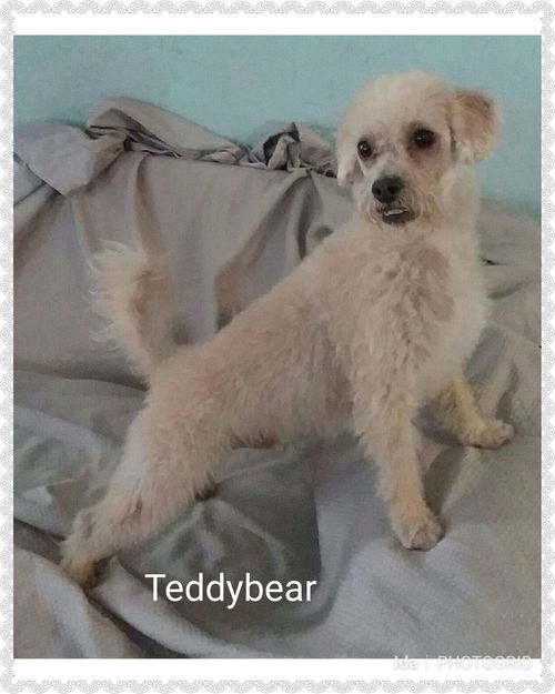 Teddybear