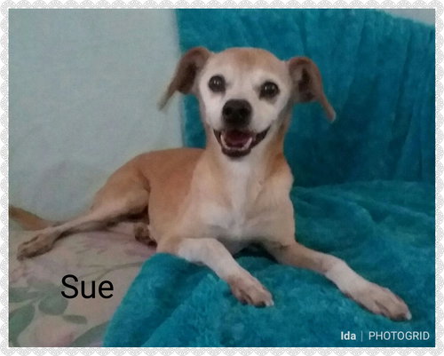 Sue