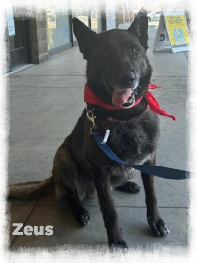 adoptable Dog in Lucerne Valley, CA named Zeus
