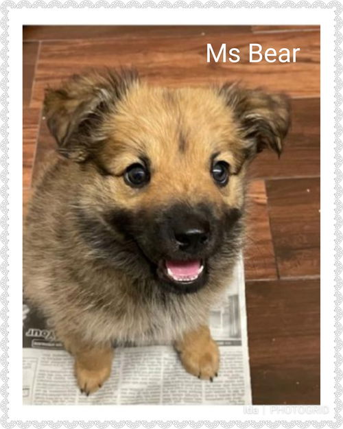 Ms Bear