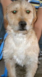 Benji