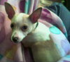 Snoopy