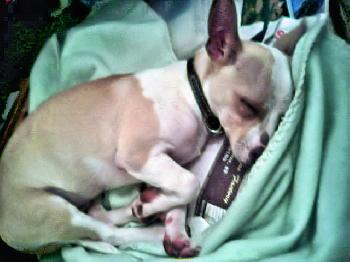 Snoopy