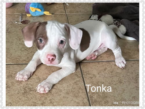 Tonka