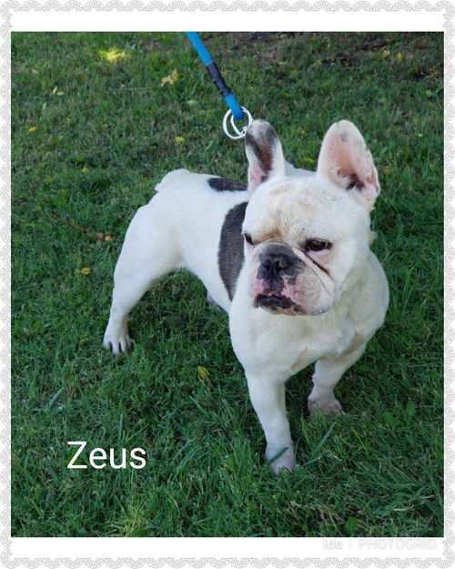 Zeus