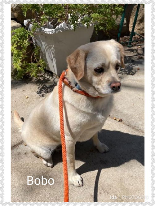 Bobo