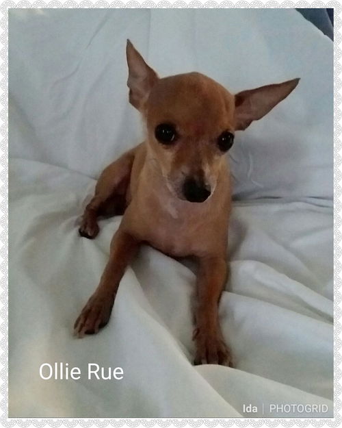 Ollie Rue