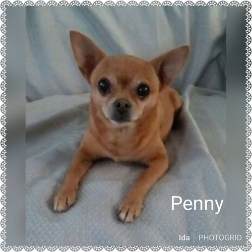 Penny