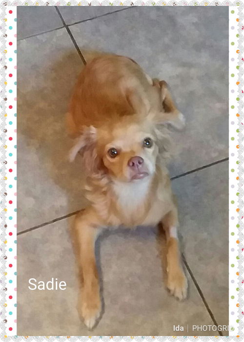 Sadie