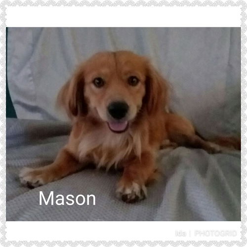 Mason