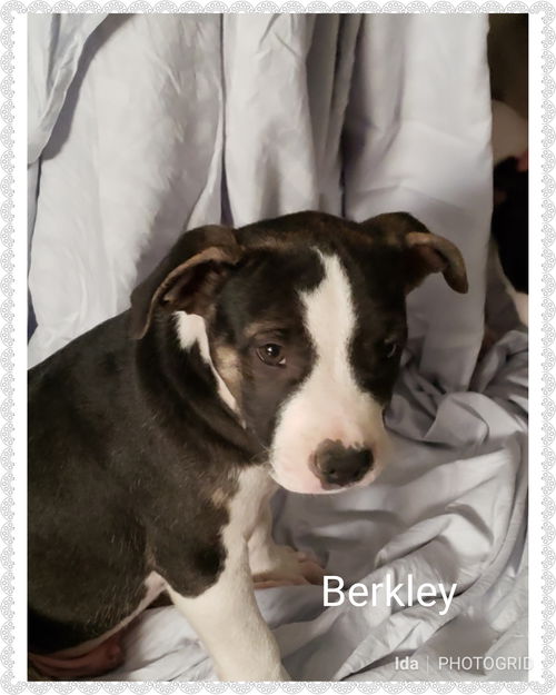 Berkley