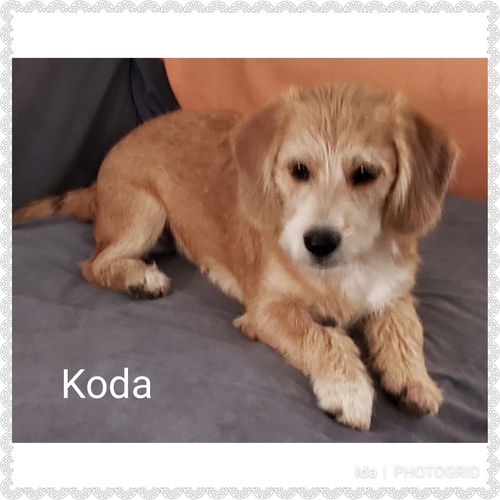 Koda