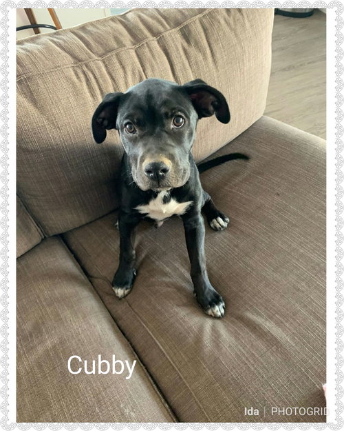 Cubby