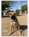 Kodi