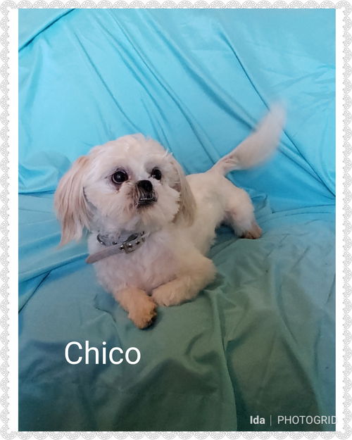 Chico