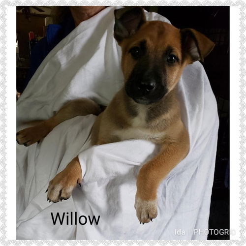 Willow