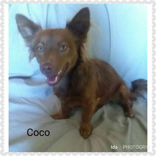 Coco