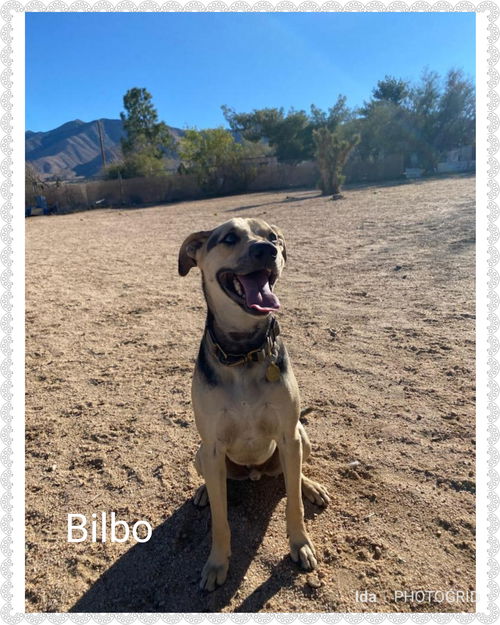 Bilbo