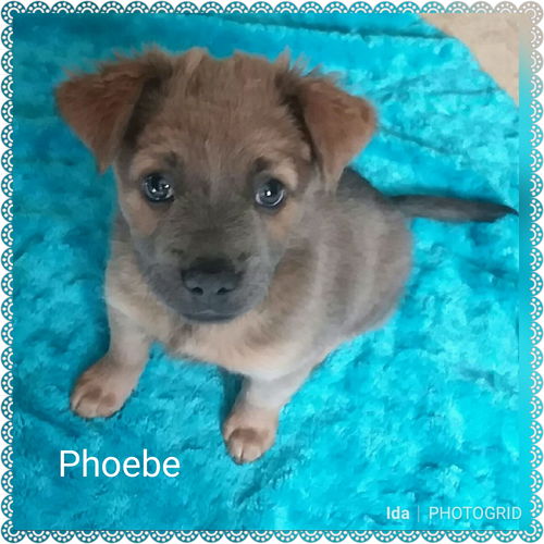 Phoebe