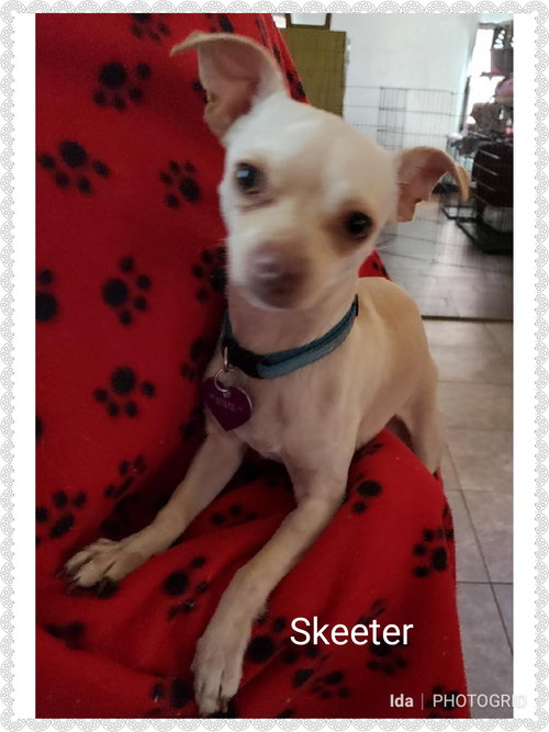 Skeeter