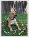 Tera
