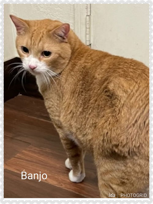 Banjo