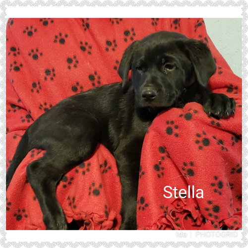 Stella
