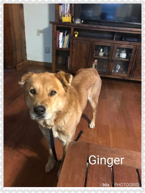 Ginger